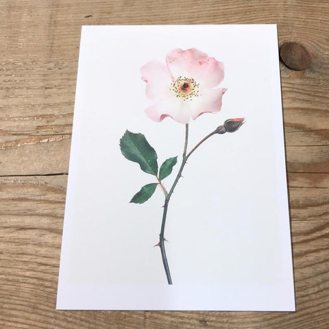Single Flower 3139