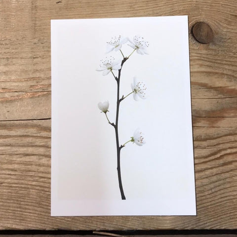 Single Flower 3189