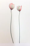 Single Flower 3136