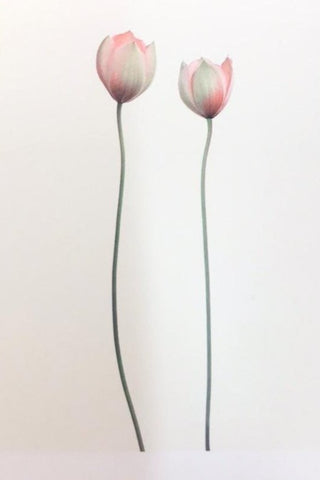 Single Flower 3136