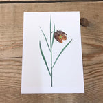 Single Flower 3170