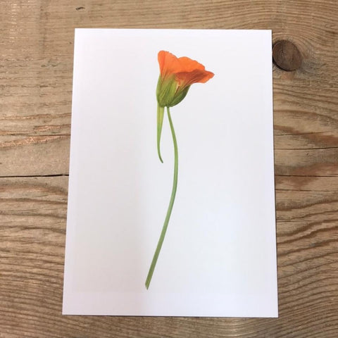 Single Flower 3124