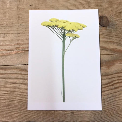 Single Flower 3128