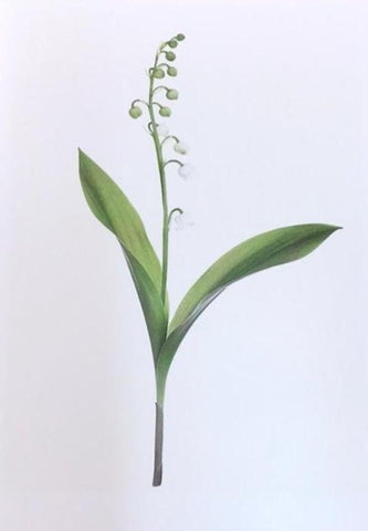 Single Flower 3117