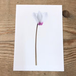 Single Flower 3146
