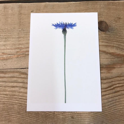 Single Flower 3157