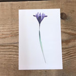 Single Flower 3174