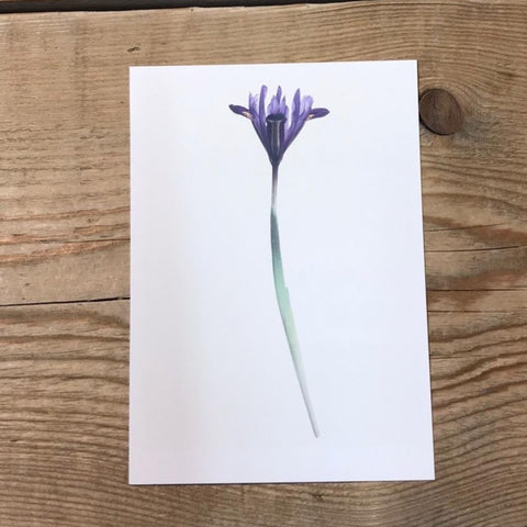 Single Flower 3174