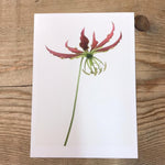Single Flower 3199
