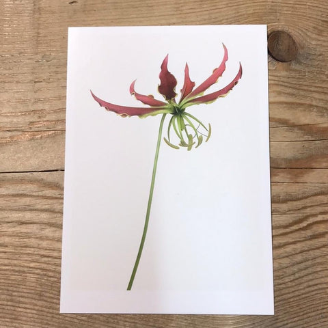 Single Flower 3199