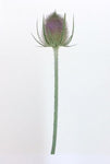 Single Flower 3108