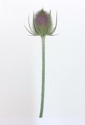 Single Flower 3108